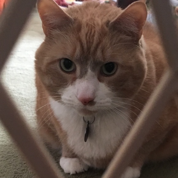 Meet your Posher, Zoe - Picture 2 of 3